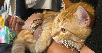 emma pet sitter à BOMPAS 66430_2