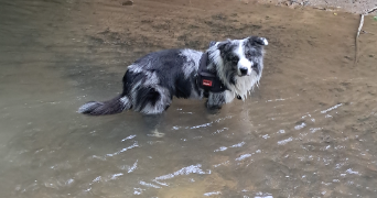 roxane pet sitter à BUROS 64160_4