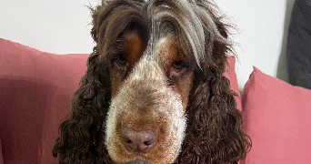 héloïse pet sitter à PERONNE 80200_2