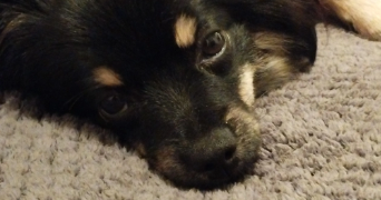 perrine pet sitter à LEWARDE 59287_2