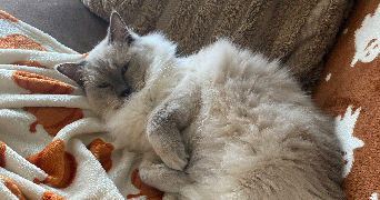 clarisse pet sitter à Saint-Malo 35400_1