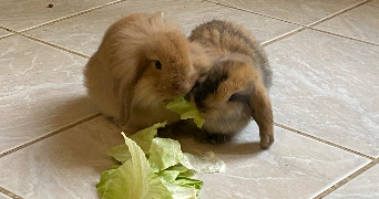charline pet sitter à VILLEPARISIS 77270_8