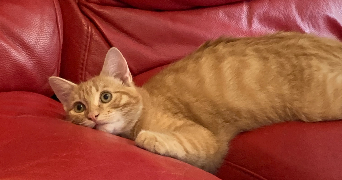 ophelie pet sitter à L ISLE JOURDAIN 32600_1