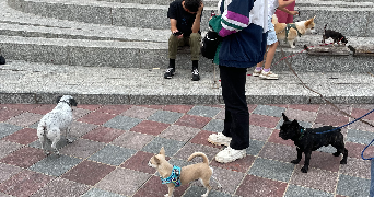 clara dog sitter à ROUEN 76000_2