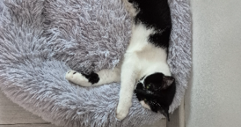 cassandre pet sitter à MARCHIENNES 59870_1