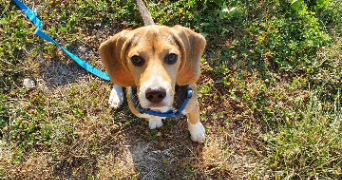 jessica pet sitter à Yutz 57970_3