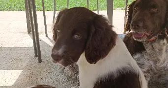 manon pet sitter à PESSAC 33600