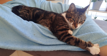 luna pet sitter à MAROLLES EN BRIE 94440_5