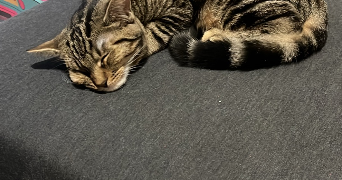 manon pet sitter à CHAMPIGNEULLES 54250_6