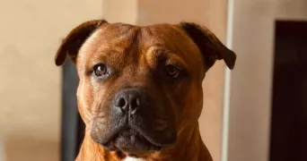 arnaud pet sitter à BRIGNAIS 69530