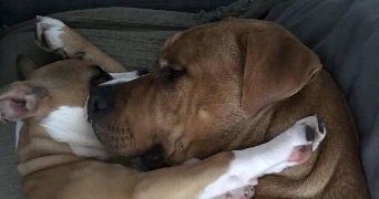 jack pet sitter à ST PIERRE DU PERRAY 91280_2