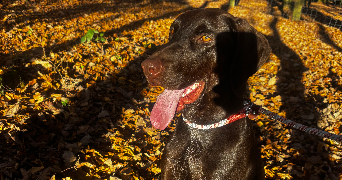 julie pet sitter à ORNANS 25290_2