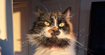 alyssia pet sitter à LEVALLOIS PERRET 92300_2