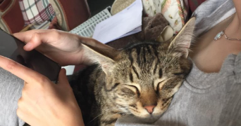 wilhelmine pet sitter à PARIS 17 75017_2