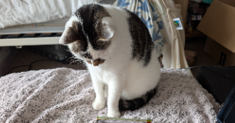 marion pet sitter à STRASBOURG 67100_0