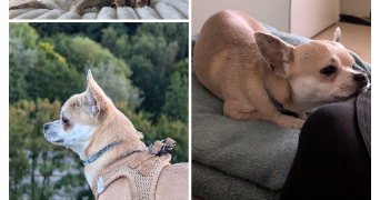 amandine pet sitter à NOYELLES SOUS LENS 62221_1