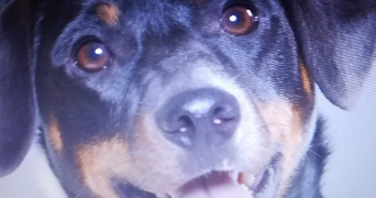 francoise pet sitter à DOMESSIN 73330_5