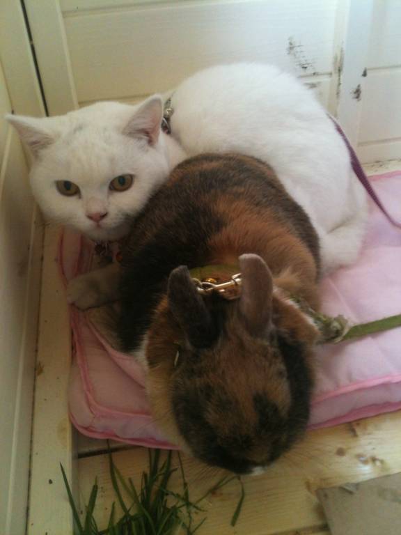 océane pet sitter à Le Perreux-sur-Marne 94170_6