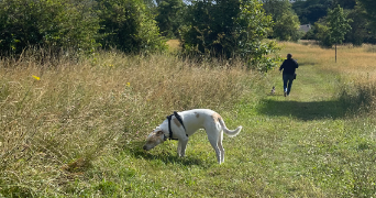 lisa pet sitter à CAEN 14000_3