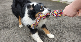 chloé pet sitter à LYON 03 69003_2