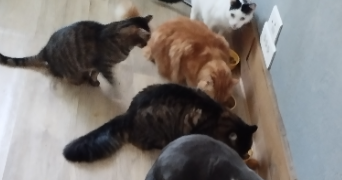 bianca  pet sitter à BAGNOLS SUR CEZE 30200_7