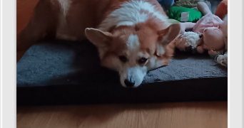 caroline pet sitter à BORDEAUX 33100_5