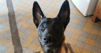Georges pet sitter à BOYNES 45300_1