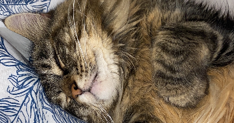 hoelenn pet sitter à LOCMARIA PLOUZANE 29280_2
