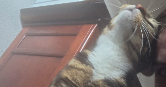 ilona pet sitter à LILLE 59160_1