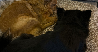 laetitia pet sitter à EPERNAY 51200_2