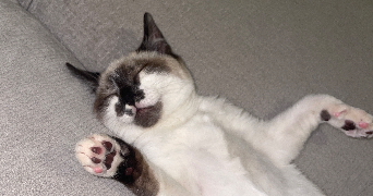 marie pet sitter à CASTILLON D ARTHEZ 64370_2