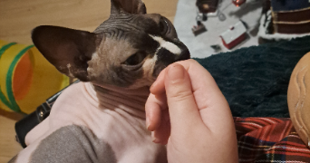 yaelle pet sitter à TOULOUSE 31000_2