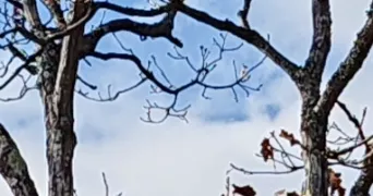 marie pet sitter à EBERSHEIM 67600