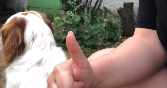 olivia pet sitter à BRUNOY 91800_9