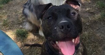maryne pet sitter à VILLECRESNES 94440_5