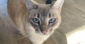camille pet sitter à MERIGNAC 33700_1