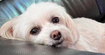 florine pet sitter à LA ROCHELLE 17000_4