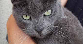 katia pet sitter à STAINS 93240_2