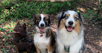 maryne pet sitter à VILLECRESNES 94440_1