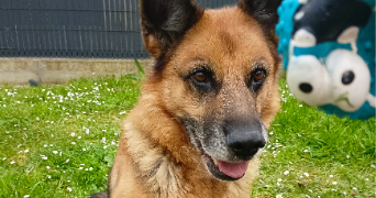 thibault pet sitter à ANGERS 49000_5