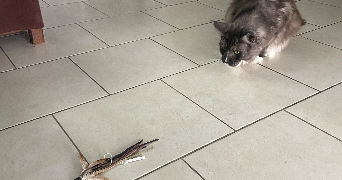 emma pet sitter à BORDEAUX 33300_2