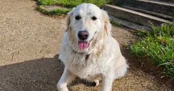 maïwen pet sitter à BELFORT 90000_4
