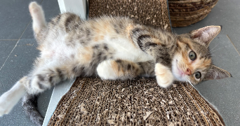 eva pet sitter à BORDEAUX 33300_9