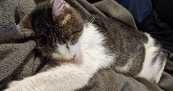 léa pet sitter à SCHILTIGHEIM 67300_7