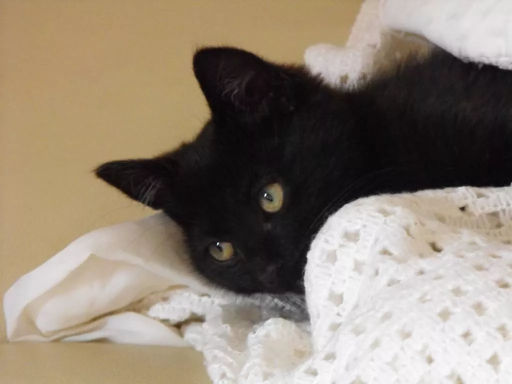 Sabrina pet sitter à Gréoux-les-Bains 04800