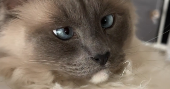 laura pet sitter à Courbevoie 92400_7