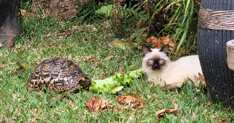 justine pet sitter à NEUILLY SUR MARNE 93330_4
