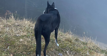 eulalie pet sitter à ST MARTIN SUR COJEUL 62128_2