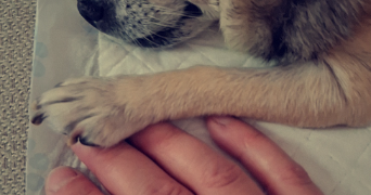 sabrina pet sitter à LYON 08 69008_0