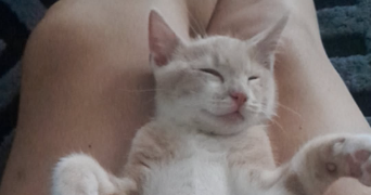 radia pet sitter à VALENTON 94460_1